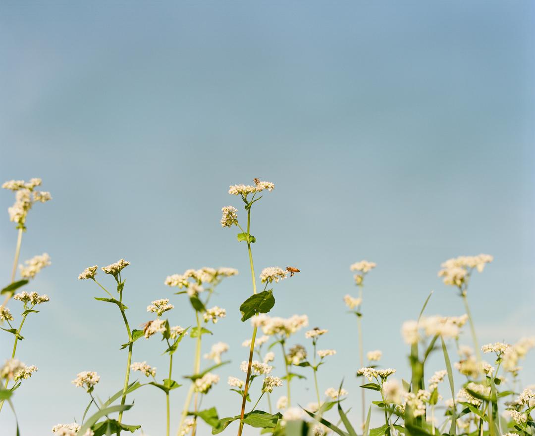 minoru farm bees