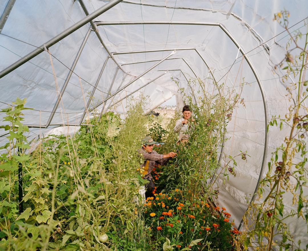 minoru farm flowers