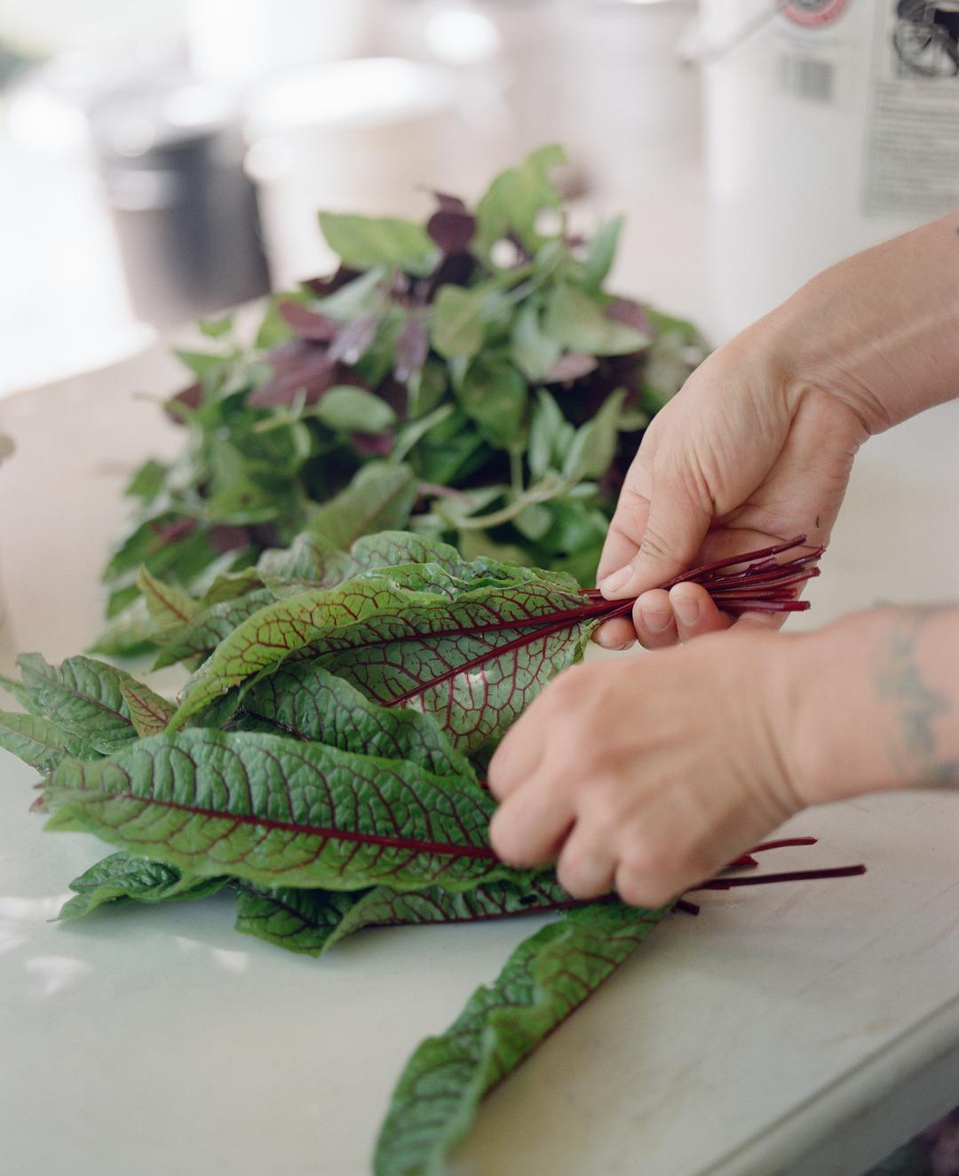 minoru farm lettuce
