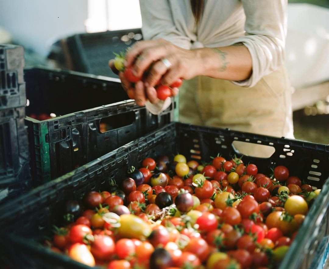 minoru farm tomatoes-two