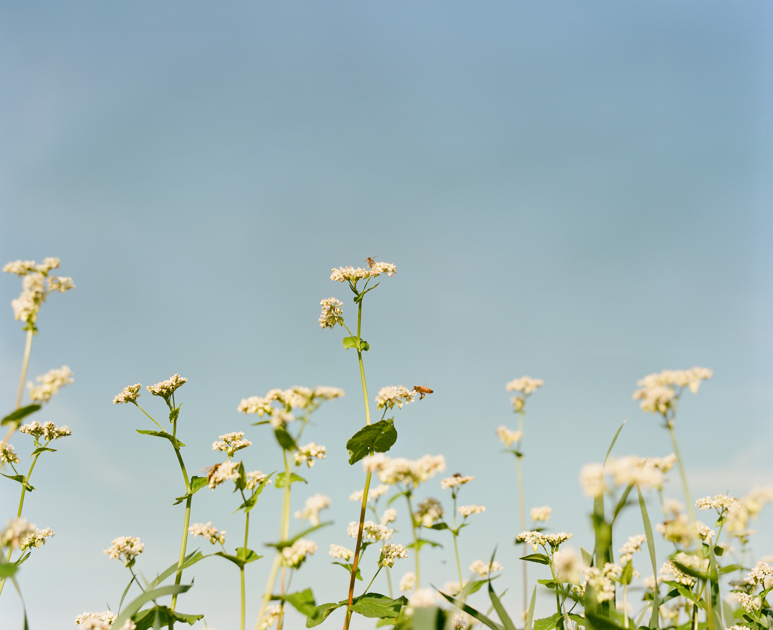 minoru farm bees