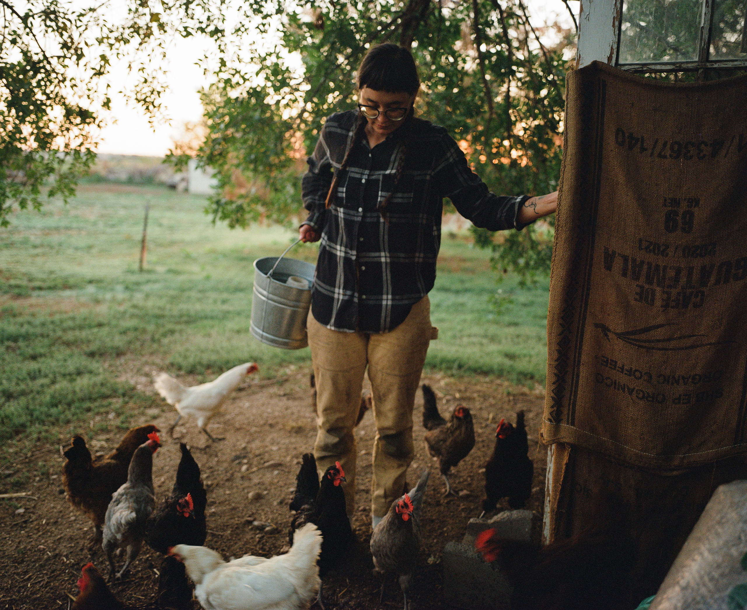minoru farm chickens