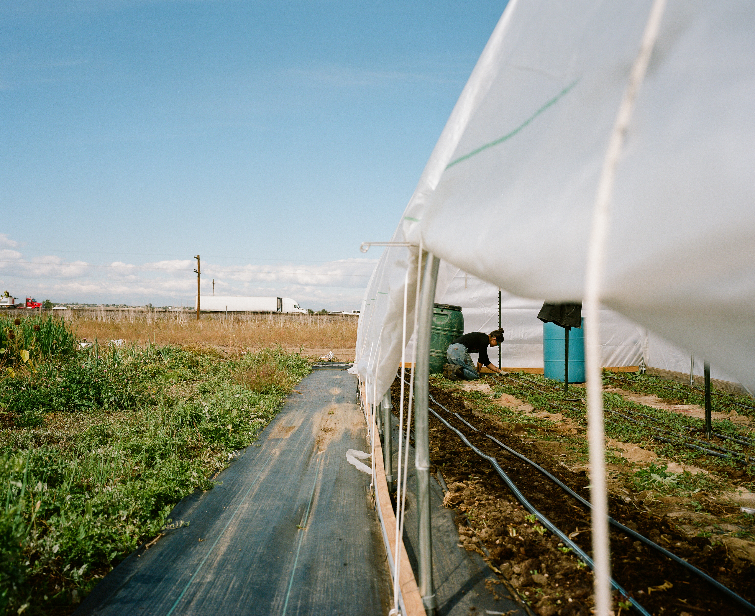 minoru farm dual